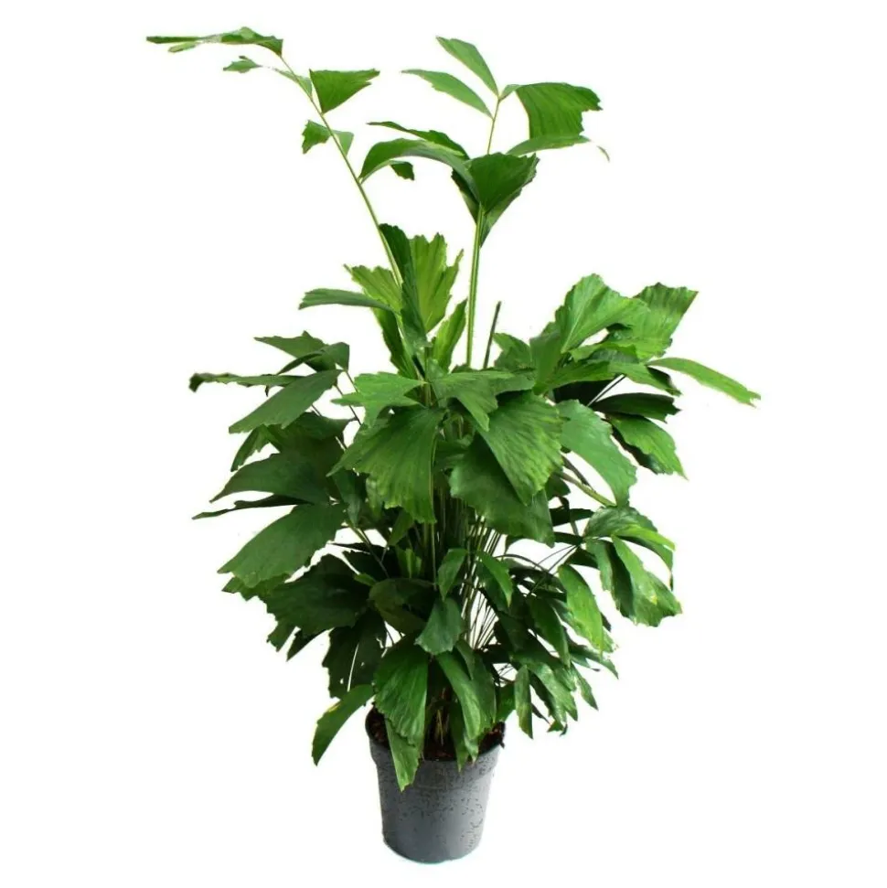 EXOTENHERZ - Caryota mitis - palmier à queue de poisson - environ 120 cm de haut - palmier solitaire