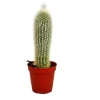 EXOTENHERZ - Cleistocactus strausii - bougie en argent - en pot de 8,5cm