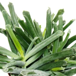 EXOTENHERZ - Cotyledon elephants trunk