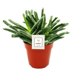 EXOTENHERZ - Cotyledon elephants trunk