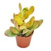 EXOTENHERZ - Crassula portulacea "sunset" - plante moyenne en 8,5cm top