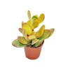 EXOTENHERZ - Crassula portulacea "sunset" - grande plante en pot de 12 cm