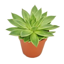EXOTENHERZ - Echeveria agavoides - grande plante en pot de 12 cm