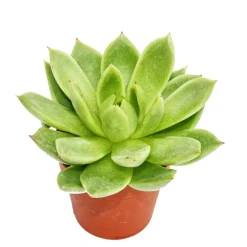 EXOTENHERZ - Echeveria agavoides - petite plante en pot de 5.5cm