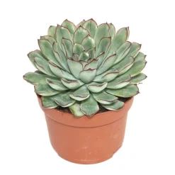 EXOTENHERZ - Echeveria pulidonis - grande plante en pot de 12 cm