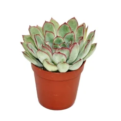 EXOTENHERZ - Echeveria pulidonis - petite plante en pot de 5,5cm