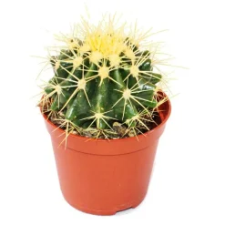 EXOTENHERZ - Echinocactus grusonii - belle-mère - en pot de 8.5cm
