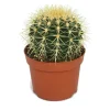 EXOTENHERZ - Echinocactus grusonii - chaise de belle-mère - dans un pot de 12 cm