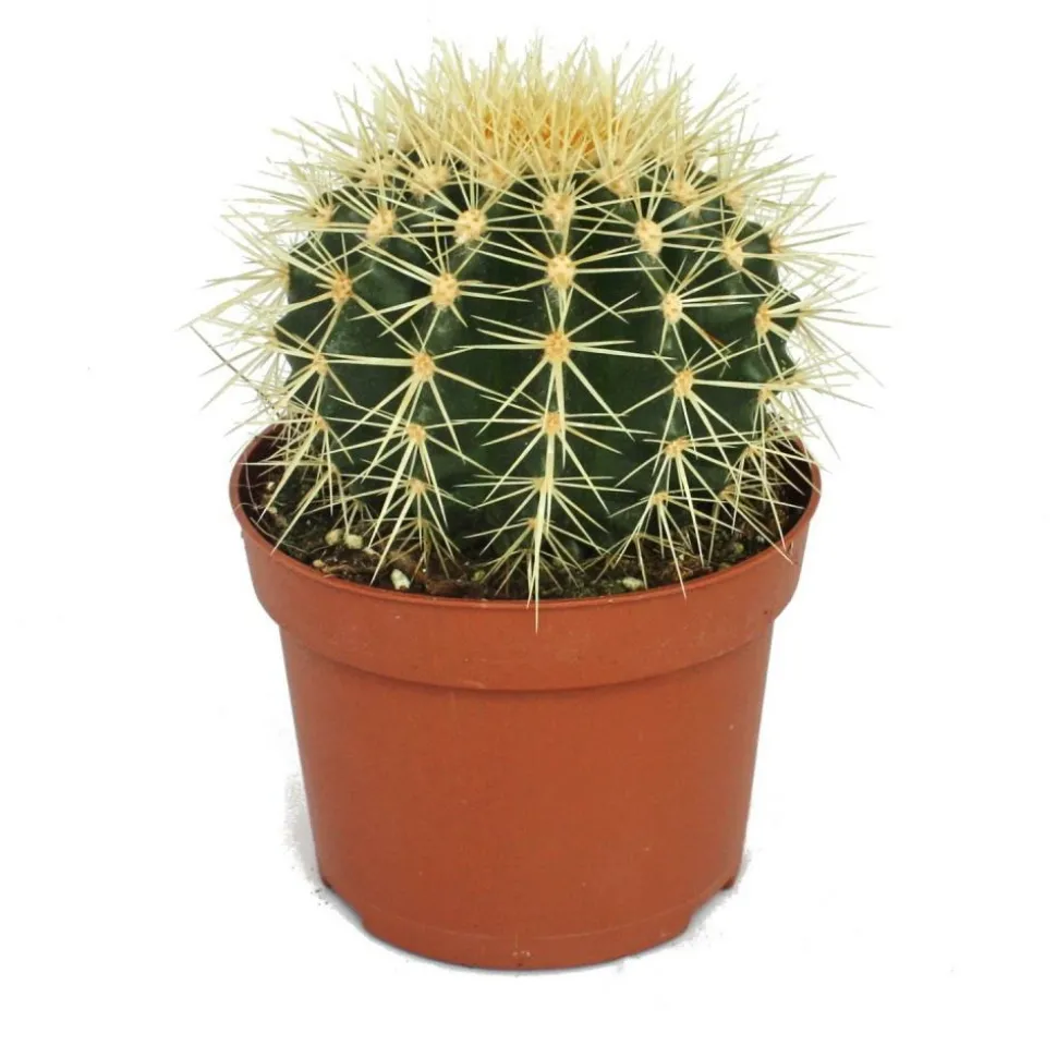 EXOTENHERZ - Echinocactus grusonii - chaise de belle-mère - dans un pot de 12 cm