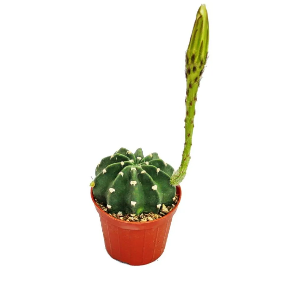 EXOTENHERZ - Echinopsis subdenundata - petite plante en pot de 5,5 cm