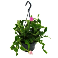 EXOTENHERZ - Epiphyllum guatemalense var. Monstrose - cactus à feuilles pendantes - cactus épée - pot ampoule 14cm