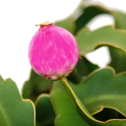 EXOTENHERZ - Epiphyllum guatemalense var. Monstrose - cactus à feuilles pendantes - cactus épée - pot ampoule 14cm