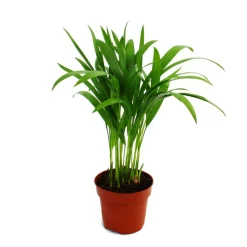 EXOTENHERZ - Exotenherz - palmier doré - areca - dypsis lutescens - 1 plante - facile d'entretien - purificateur d'air - pot 12cm