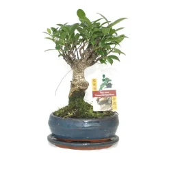 EXOTENHERZ - Figuier chinois bonsaï - ficus retusa - ca. 6 ans - forme sphérique