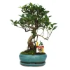 EXOTENHERZ - Figuier chinois bonsaï - ficus retusa - ca. 8 ans