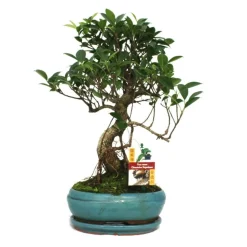 EXOTENHERZ - Figuier chinois bonsaï - ficus retusa - ca. 8 ans