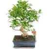 EXOTENHERZ - Figuier chinois bonsaï - ficus retusa - env. 10 ans
