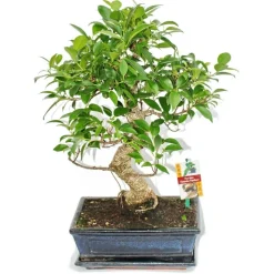 EXOTENHERZ - Figuier chinois bonsaï - ficus retusa - env. 10 ans