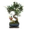 EXOTENHERZ - Figuier chinois bonsaï - ficus retusa - env. 6 ans