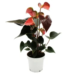EXOTENHERZ - Flamant rose arc-en-ciel - anthurium andreanum rainbow champion" - anthurium - pot 14cm"
