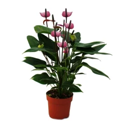 EXOTENHERZ - Fleur de flamant rose "purple fiorino" violet anthurium andreanum 14cm