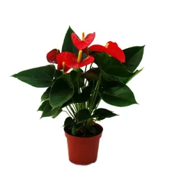 EXOTENHERZ - Fleur de flamant rose "sierra red" anthurium andreanum rouge 14cm