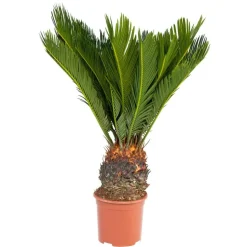 EXOTENHERZ - Fougère de palmier japonaise - cycas revoluta en pot de 14 cm