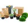 EXOTENHERZ - Green your bottle - set complet pour ton jardin de bouteilles - sans verre - 3 plantes (ficus bonsai + 2x fittonia)