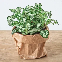 EXOTENHERZ - Green your bottle - set complet pour ton jardin de bouteilles - sans verre - 3 plantes (ficus bonsai + 2x fittonia)