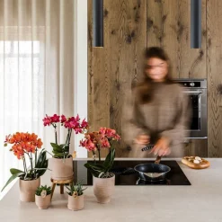 EXOTENHERZ - Kolibri orchids orchidée rouge congo + bali zierpot sand - taille de pot 9cm