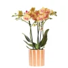 EXOTENHERZ - Kolibri orchids orchidée phalaenopsis orange - bolzano + painted stripe pot orange - taille du pot 9cm
