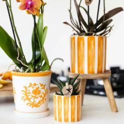 EXOTENHERZ - Kolibri orchids orchidée phalaenopsis orange - bolzano + painted stripe pot orange - taille du pot 9cm