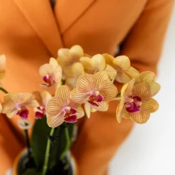 EXOTENHERZ - Kolibri orchids orchidée phalaenopsis orange - bolzano + painted stripe pot orange - taille du pot 9cm