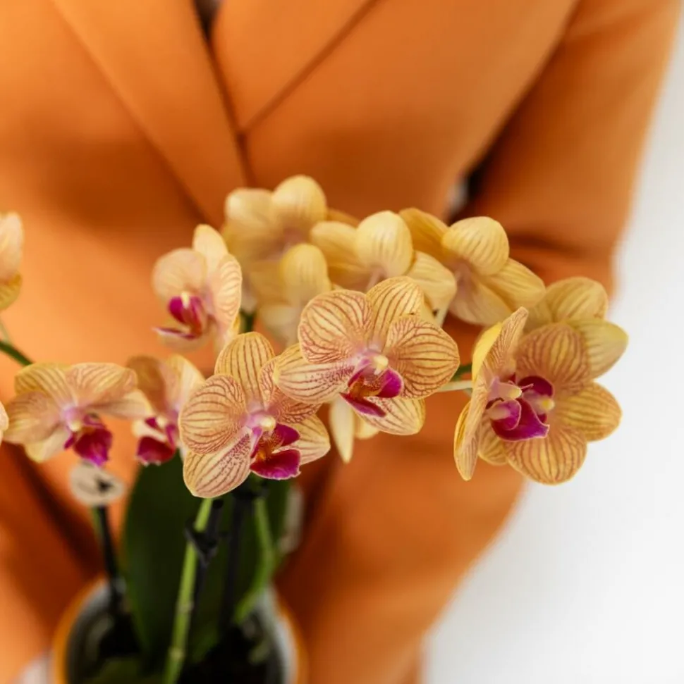 EXOTENHERZ - Kolibri orchids orchidée phalaenopsis orange - bolzano + painted stripe pot orange - taille du pot 9cm