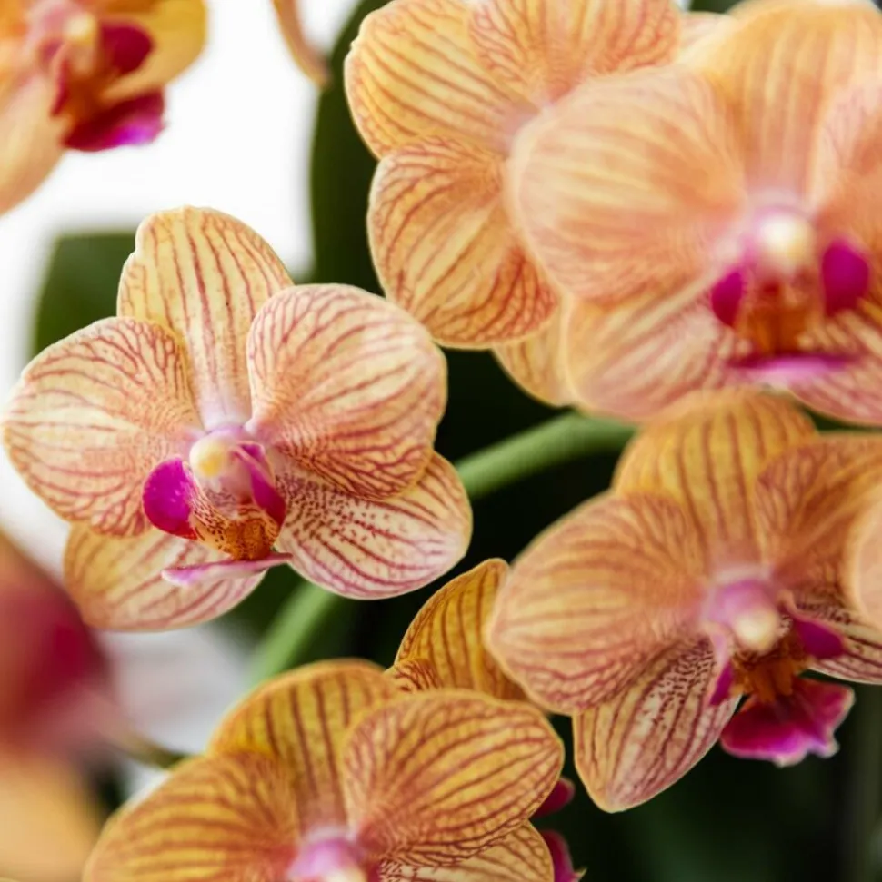 EXOTENHERZ - Kolibri orchids orchidée phalaenopsis orange - bolzano + painted stripe pot orange - taille du pot 9cm