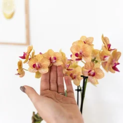 EXOTENHERZ - Kolibri orchids orchidée phalaenopsis orange - bolzano + painted stripe pot orange - taille du pot 9cm