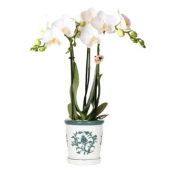 EXOTENHERZ - Kolibri orchids phalaenopsis blanc orchidée amabilis + pot décoratif malaga vert - taille du pot 9cm