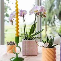 EXOTENHERZ - Kolibri orchids phalaenopsis rose orchidée portugal + mosa pot décoratif rose - taille de pot 9cm