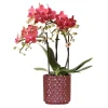 EXOTENHERZ - Kolibri orchids orchidée phalaenopsis rouge congo + pot pearl rouge - taille du pot 9cm