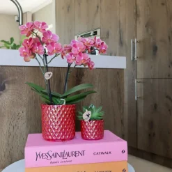 EXOTENHERZ - Kolibri orchids orchidée phalaenopsis rouge congo + pot pearl rouge - taille du pot 9cm