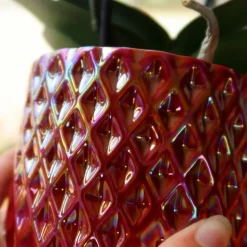 EXOTENHERZ - Kolibri orchids orchidée phalaenopsis rouge congo + pot pearl rouge - taille du pot 9cm