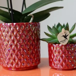 EXOTENHERZ - Kolibri orchids orchidée phalaenopsis rouge congo + pot pearl rouge - taille du pot 9cm