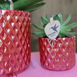 EXOTENHERZ - Kolibri orchids orchidée phalaenopsis rouge congo + pot pearl rouge - taille du pot 9cm