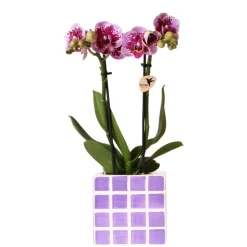 EXOTENHERZ - Kolibri orchids phalaenopsis lilas orchidée el salvador + pot décoratif mosa lilas - taille de pot 9cm