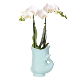 EXOTENHERZ - Kolibri orchids orchidée phalaenopsis blanche - amabilis + pot à poisson turquoise - taille de pot 9cm