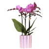EXOTENHERZ - Kolibri orchids phalaenopsis lilas orchidée vienna + painted stripe pot lilas - taille du pot 9cm
