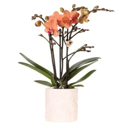 EXOTENHERZ - Kolibri orchids orchidée orange bolzano + pot de fleurs star fish - taille du pot 9cm