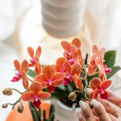 EXOTENHERZ - Kolibri orchids orchidée orange bolzano + pot de fleurs star fish - taille du pot 9cm