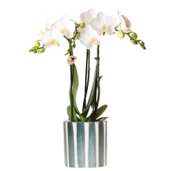 EXOTENHERZ - Kolibri orchids phalaenopsis blanc orchidée amabilis + painted stripe pot vert - taille du pot 9cm