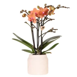 EXOTENHERZ - Kolibri orchids orchidée orange bolzano + hieroglyph zierpot off white - taille de pot 9cm